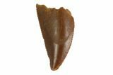 Serrated, Raptor Tooth - Real Dinosaur Tooth #144633-1